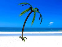 Palm Tree