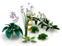 garden flowers