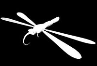 Bug