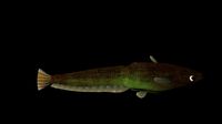 catfish