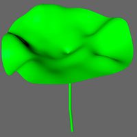 Leaf
