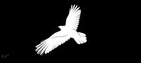 Crow v1