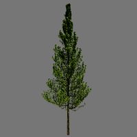 Basic Tree