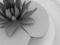 waterlily