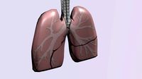 Lungs