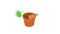 Venus Fly Trap