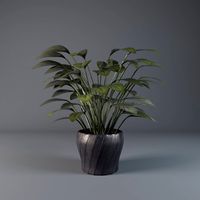 plant