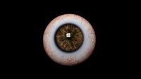 Realistic Human Eye