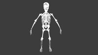 Human Skeleton