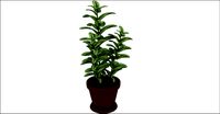 plant