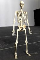 Human Skeleton