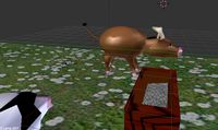 Two Cows