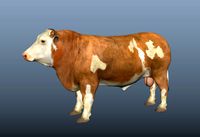 simmental cattle