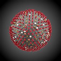 corona virus