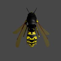 Common Wasp (Vespa Vulgaris)