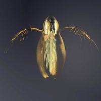 Water flea