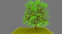 Tree and grass
