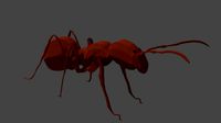 Ant