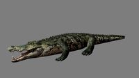 CROCODILE