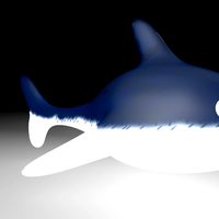 Baby Shark