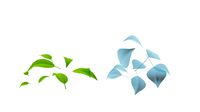 Leaves