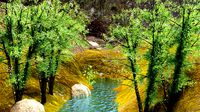 Trees with pond