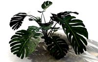 plant