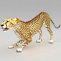 Cheetah 2 Pose 4