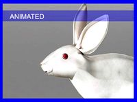 Rabbit