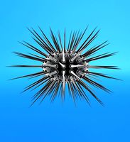 white sea urchin [Echinus acutus]