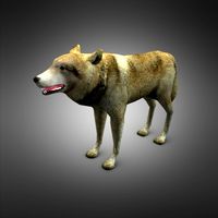 Wolf
