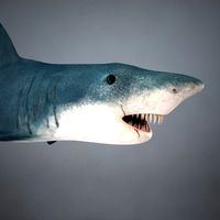 Shark