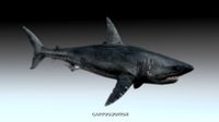 Great White Shark