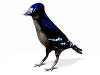 Blue Jay