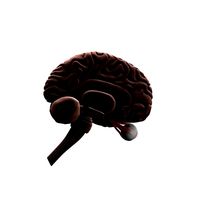 Brain, cerebellum and optic nerve
