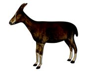Low poly goat