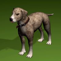 Dog Brown