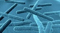 Carbon bacteria