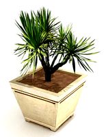 Plant 49 low poly