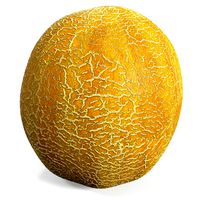 Cantaloupe