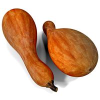 Squash