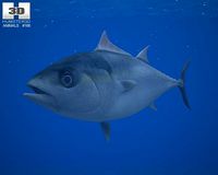 Atlantic Bluefin Tuna 3D Model