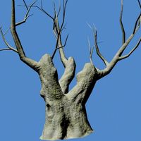 Tree Dry 1