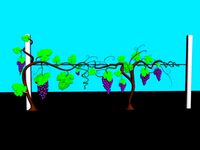 grape bush