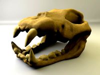 Animal Skull