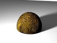 Brain Coral