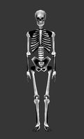 human skeleton - low poly