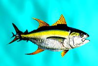 yellow fin tuna