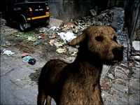 Stray Dog