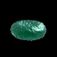 Healthy and Dead Blood Cell